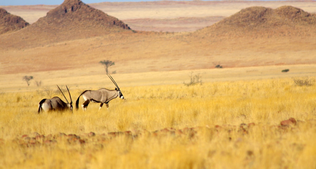 En fin d'année 2019, le Muséum d'histoire naturelle de Bordeaux - sciences et nature prépare sa première grande exposition temporaire intitulée Afrique, nature sauvage et qui portera sur les animaux de la savane africaine, les enjeux et les raisons de leur protection