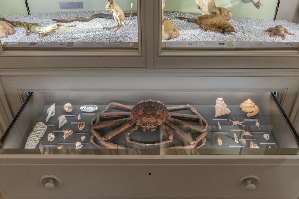 Découvrez Espèce de spécimen ! au Muséum de Bordeaux - sciences et nature