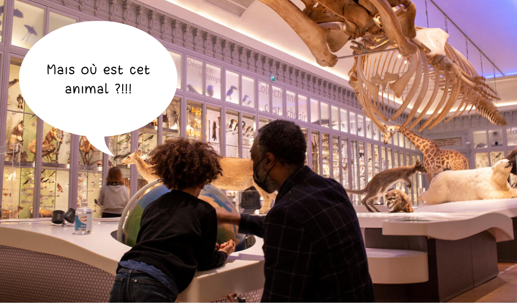 Bande D’animaux ! - atelier au Muséum de Bordeaux - sciences et nature 