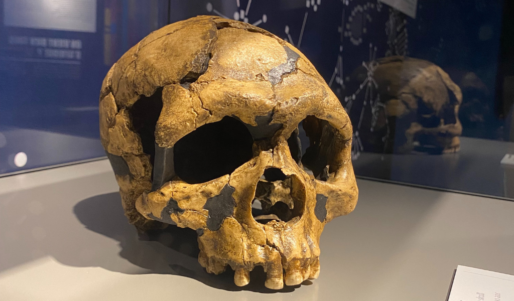 Conférence L’expansion d’Homo sapiens au Muséum de Bordeaux - sciences et nature