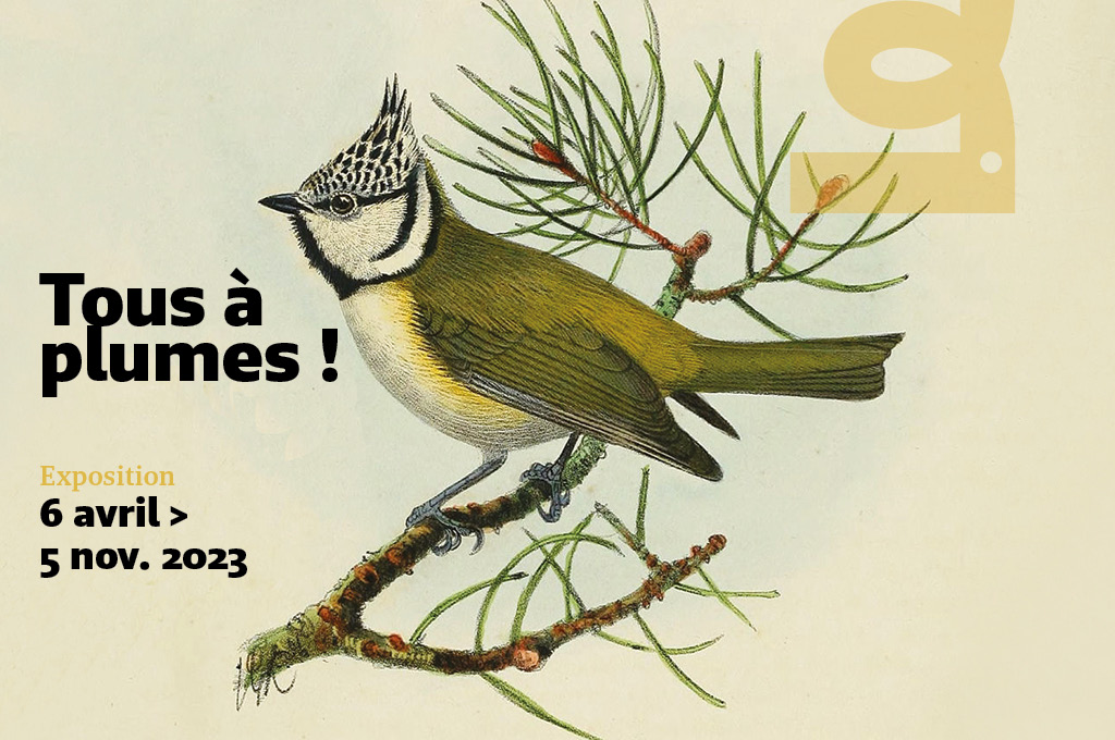 Découvrez l'exposition Tous à Plumes au Muséum de Bordeaux - sciences et nature
