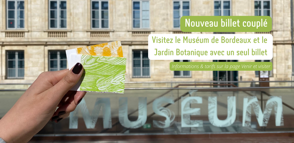 Billet couplé pour visiter le Muséum de Bordeaux - sciences et nature et le Jardin Botanique