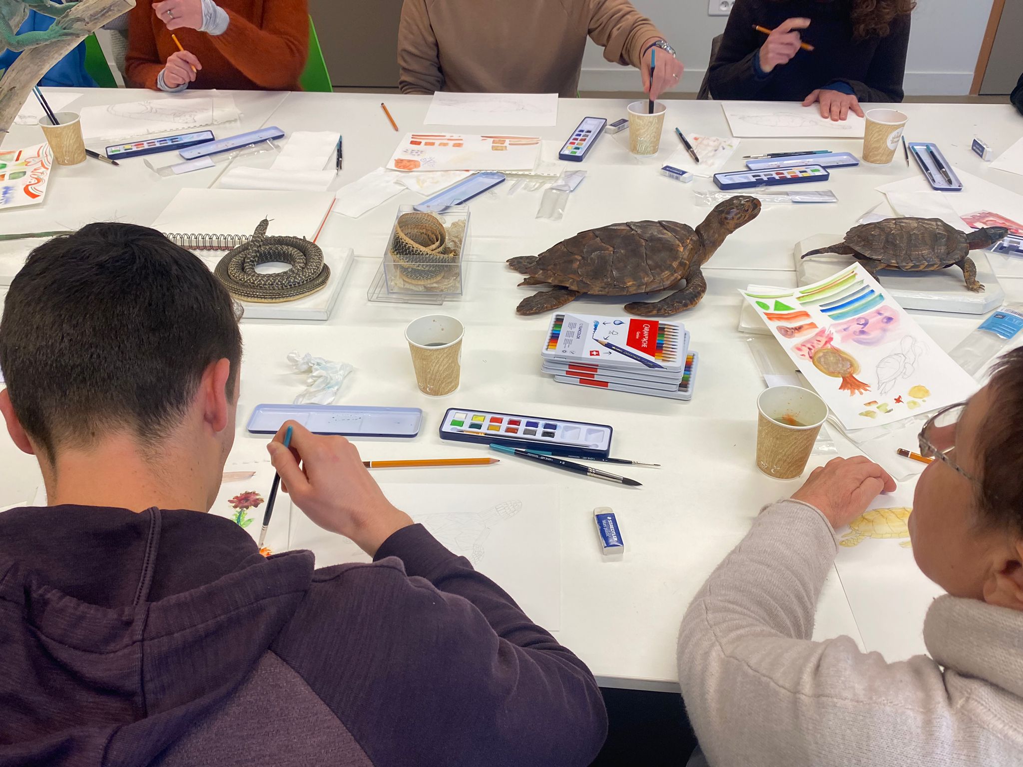 Atelier dessin au Muséum de Bordeaux, sciences et nature