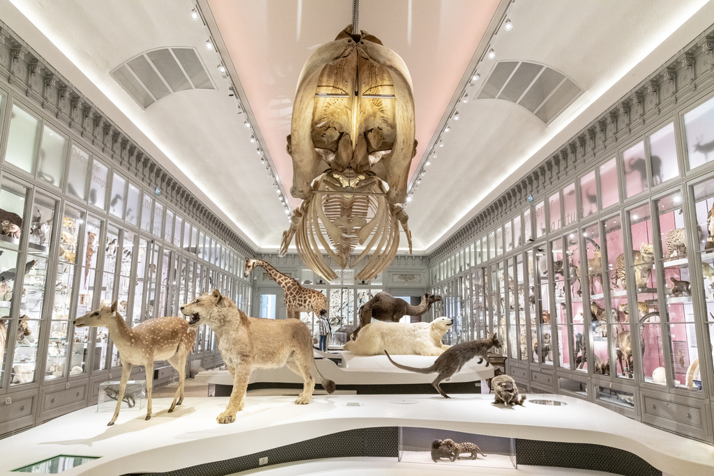 La Galerie Souverbie est la pièce principale du parcours permanent sur la place de l'homme dans la nature. Le Muséum de Bordeaux - sciences et nature propose également des expositions semi-permanentes, des expositions temporaires et le Musée des tout-petits, espace dédié aux moins de six ans.