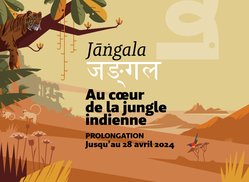 Exposition Jangala, au coeur de la jungle indienne au Muséum de Bordeaux - sciences et nature