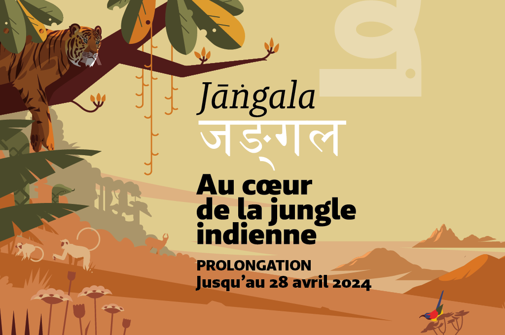 Exposition Jangala, au cœur de la jungle indienne au Muséum de Bordeaux - sciences et nature