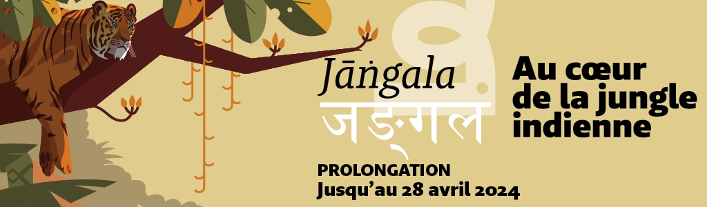 Exposition Jangala, au coeur de la jungle indienne au Muséum de Bordeaux - sciences et nature