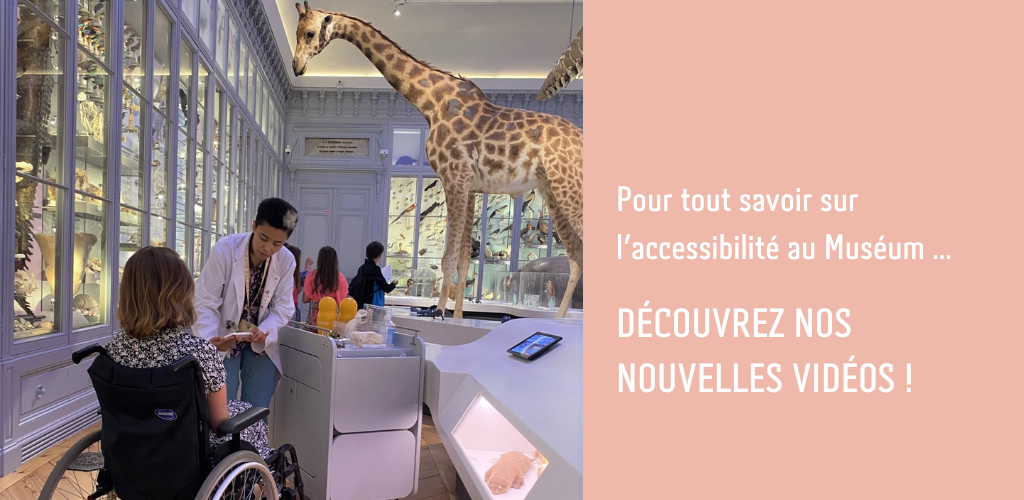 L'accessibilité, une priorité au Muséum de Bordeaux - sciences et nature