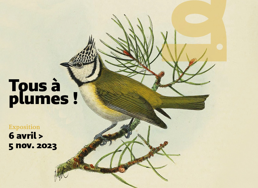 Découvrez l'exposition Tous à Plumes ! au Muséum de Bordeaux - sciences et nature