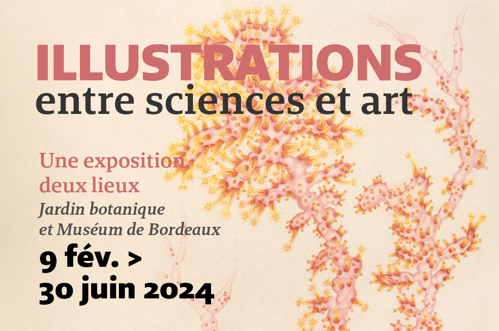 Exposition Illustrations, entre sciences et art au Muséum de Bordeaux - sciences et nature