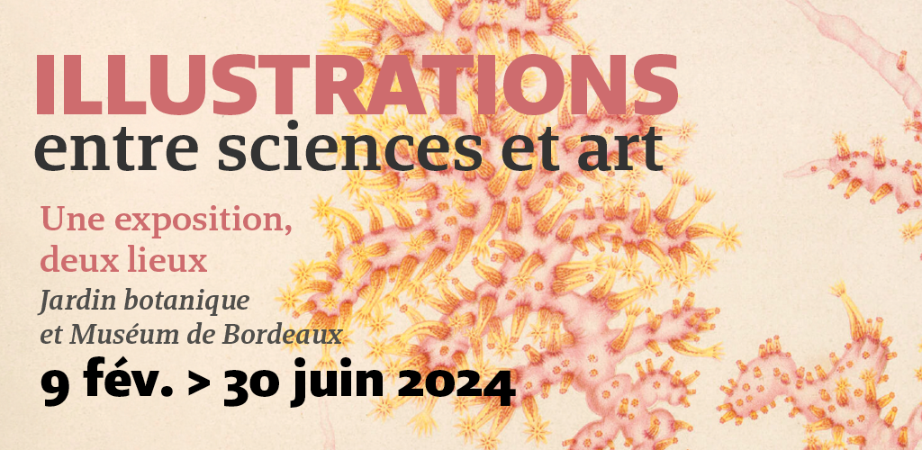 Illustration, entre sciences et arts au Muséum de Bordeaux - sciences et nature 