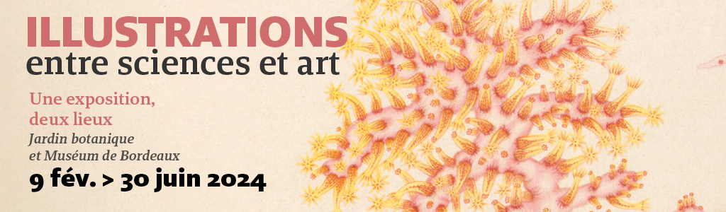 Exposition ILLUSTRATIONS, entre sciences et art au Muséum de Bordeaux - sciences et nature