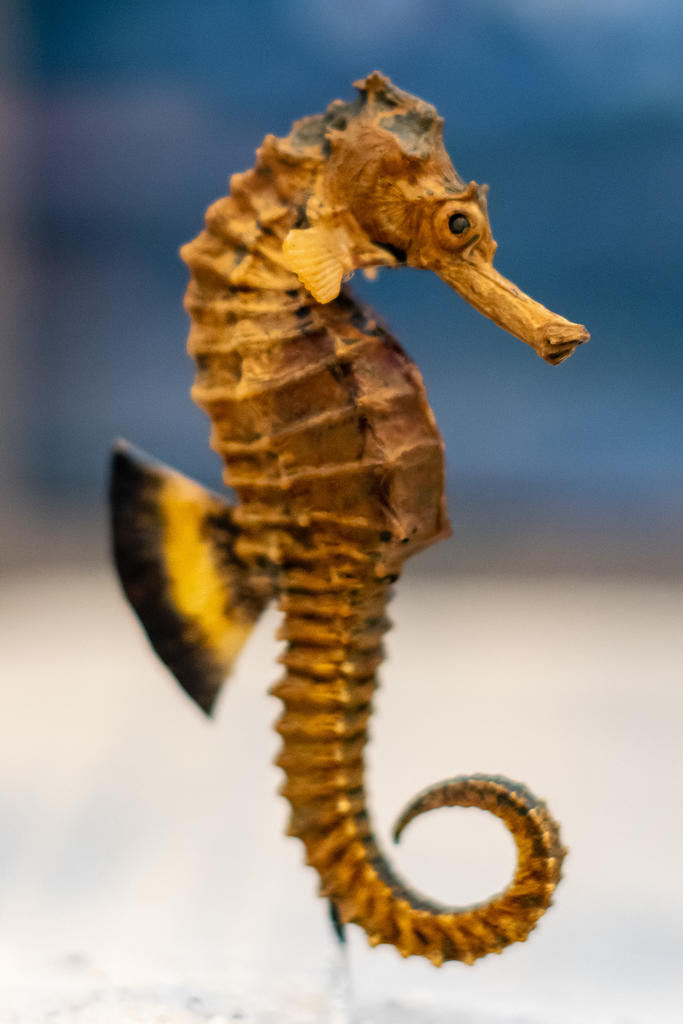 L'hipocampe à long bec au Muséum de Bordeaux